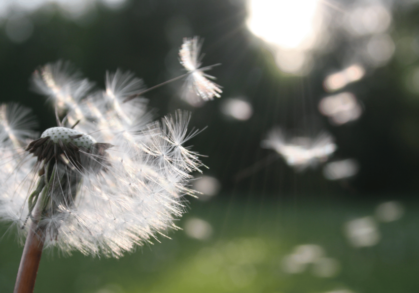 paardebloem in de ochtenddauw een enkele paardebloem glinsterend in de ochtenddauw staat symbool voor veerkracht en het vinden van schoonheid en zingeving in de alledaagse natuur