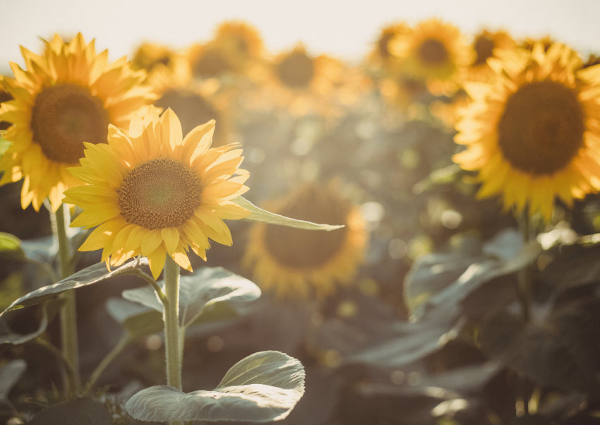 zonnebloemen