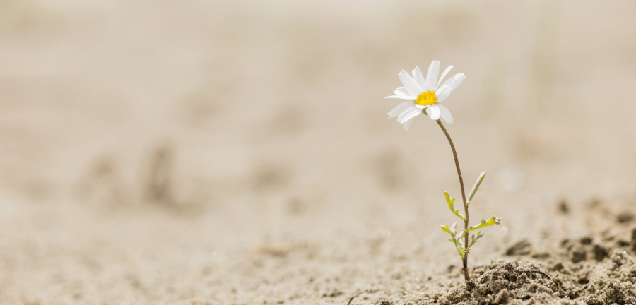 op weg naar mentale veerkracht met coach on the road